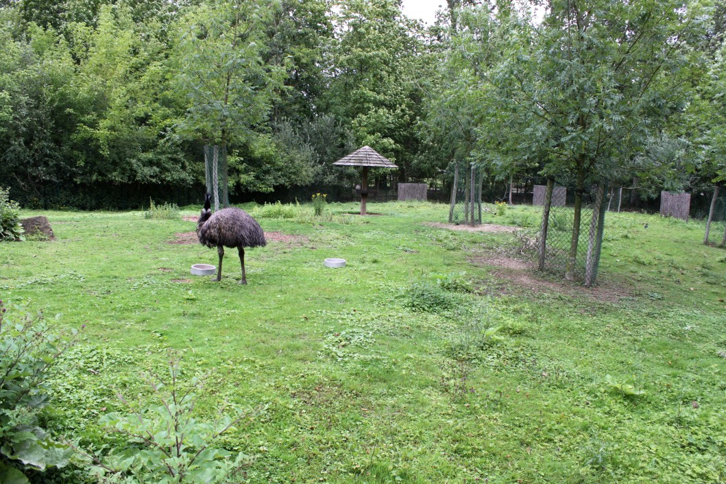 Planckendael - Oceania (Kangaroo/emu)