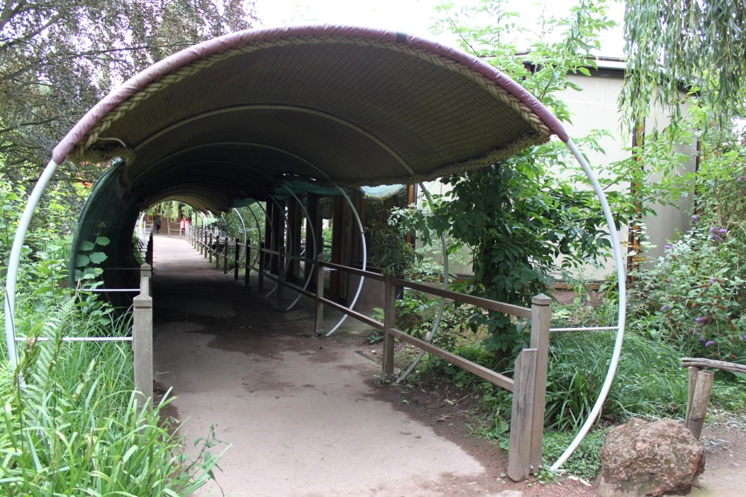 Planckendael - Oceania (Koala House)