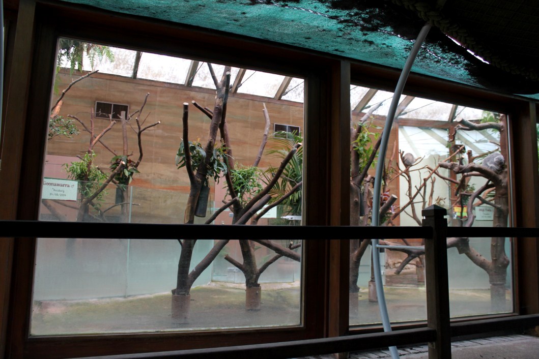 Planckendael - Oceania (Koala House)