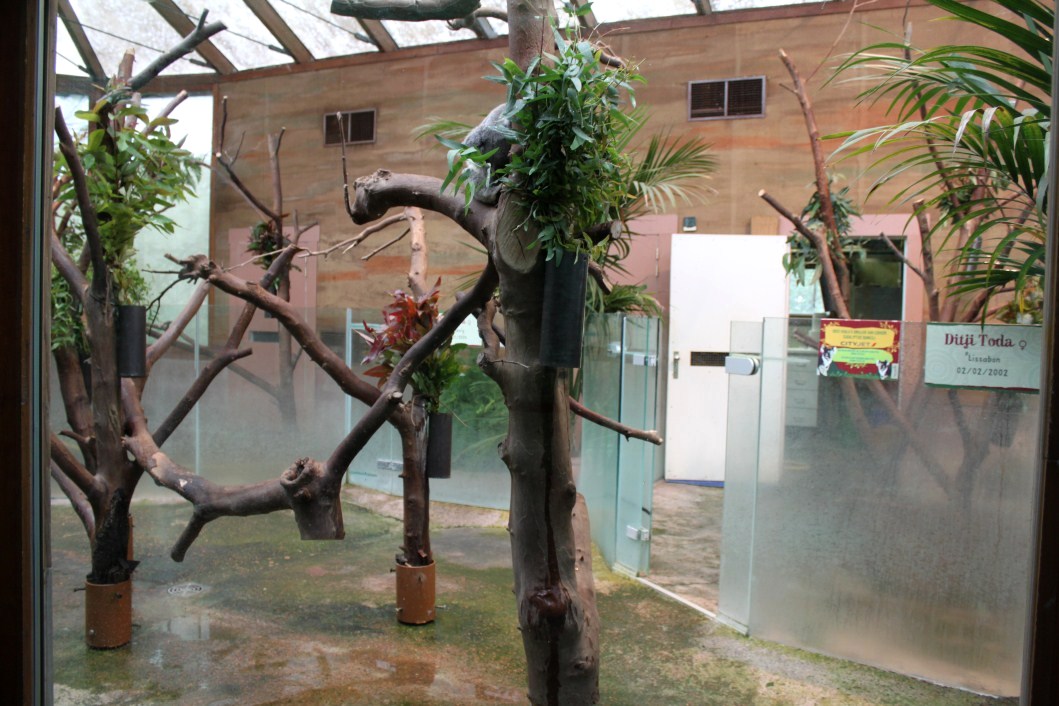 Planckendael - Oceania (Koala House)