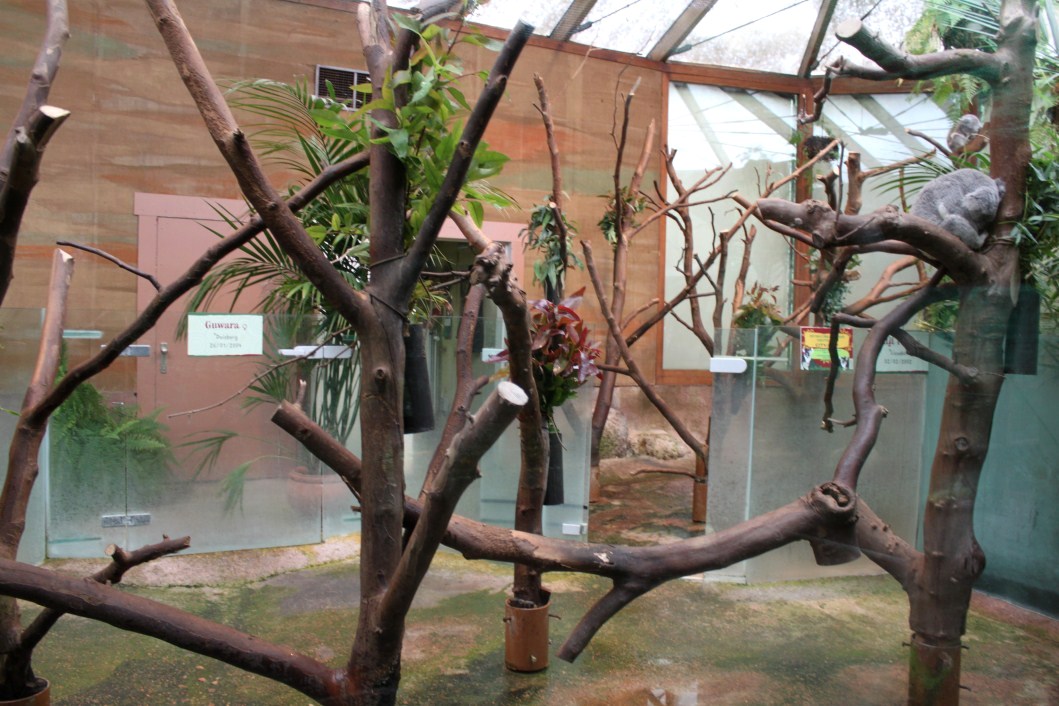 Planckendael - Oceania (Koala House)