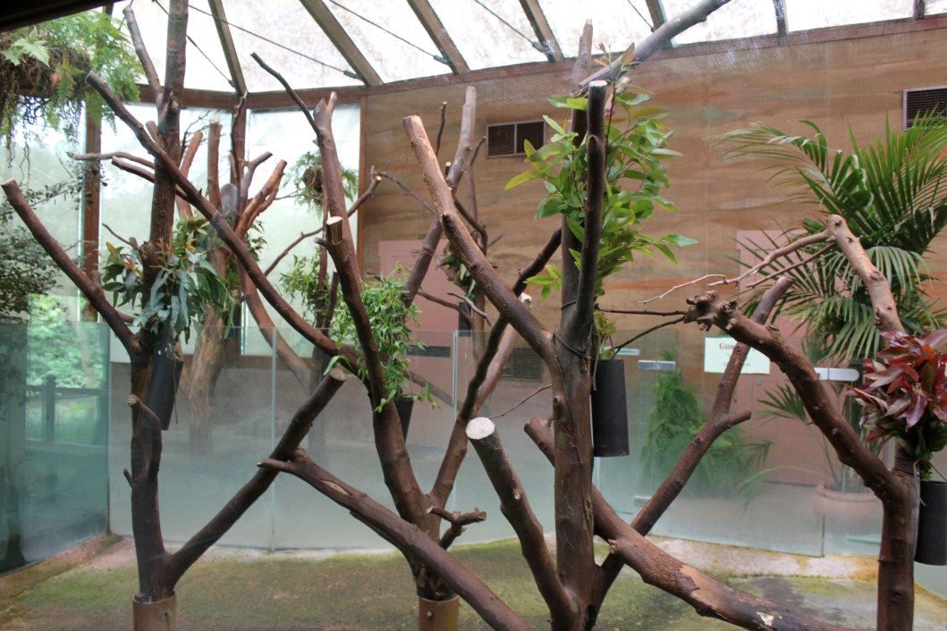 Planckendael - Oceania (Koala House)