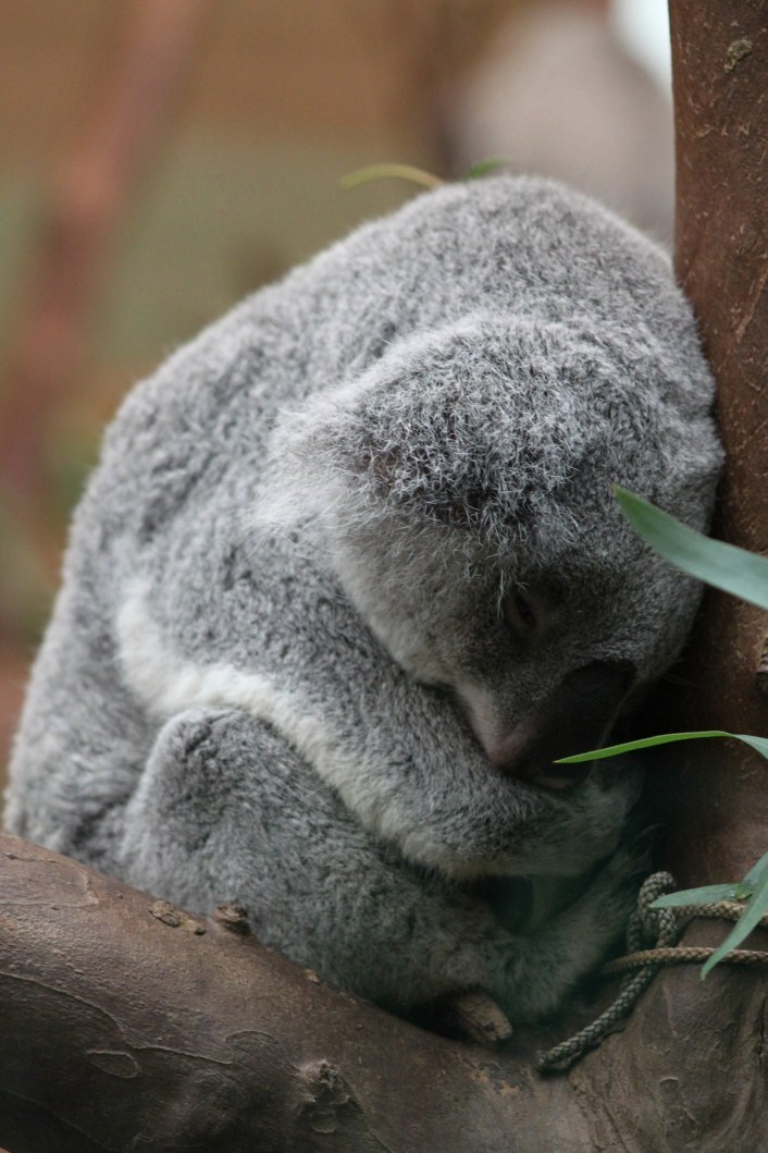 Planckendael - Oceania (Koala)