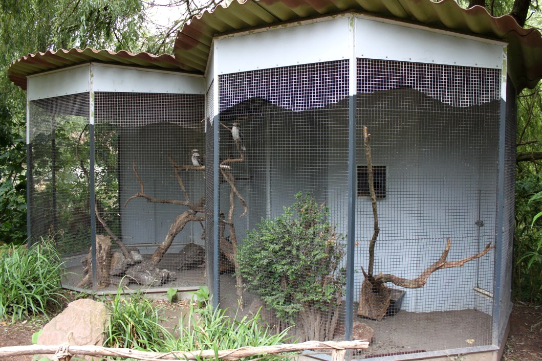 Planckendael - Oceania (Kookaburra aviary)