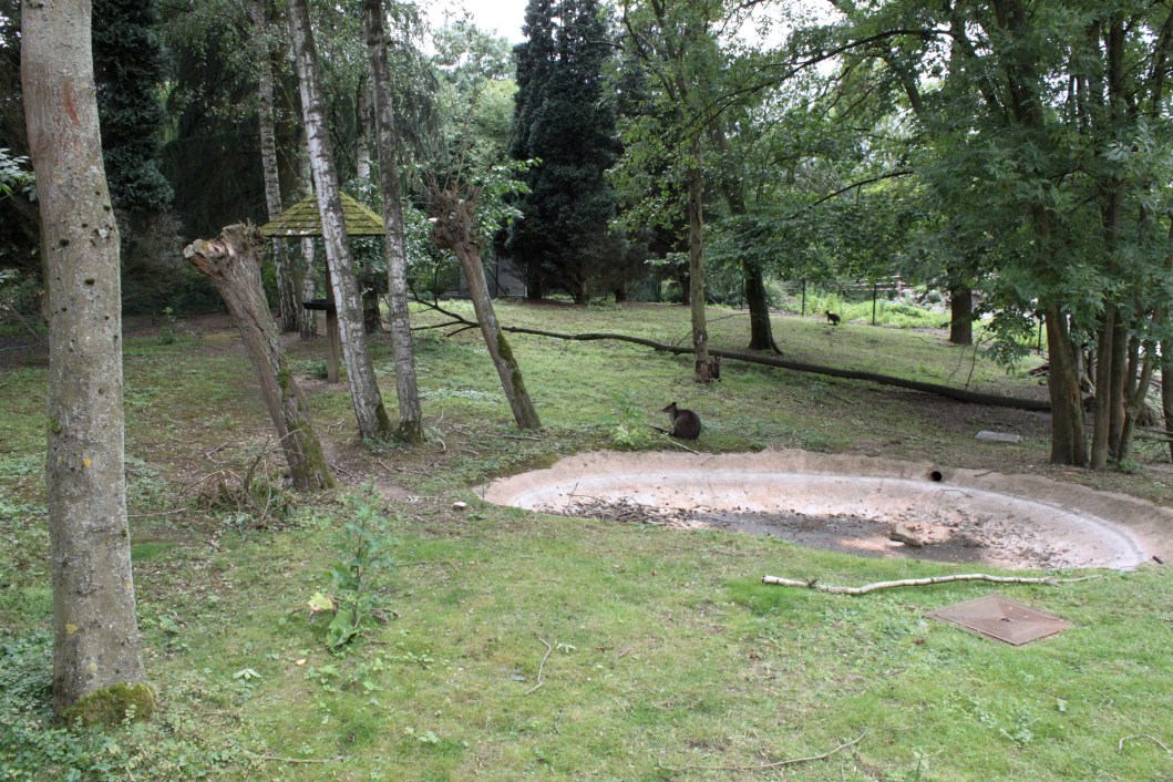 Planckendael - Oceania (Swamp wallaby)