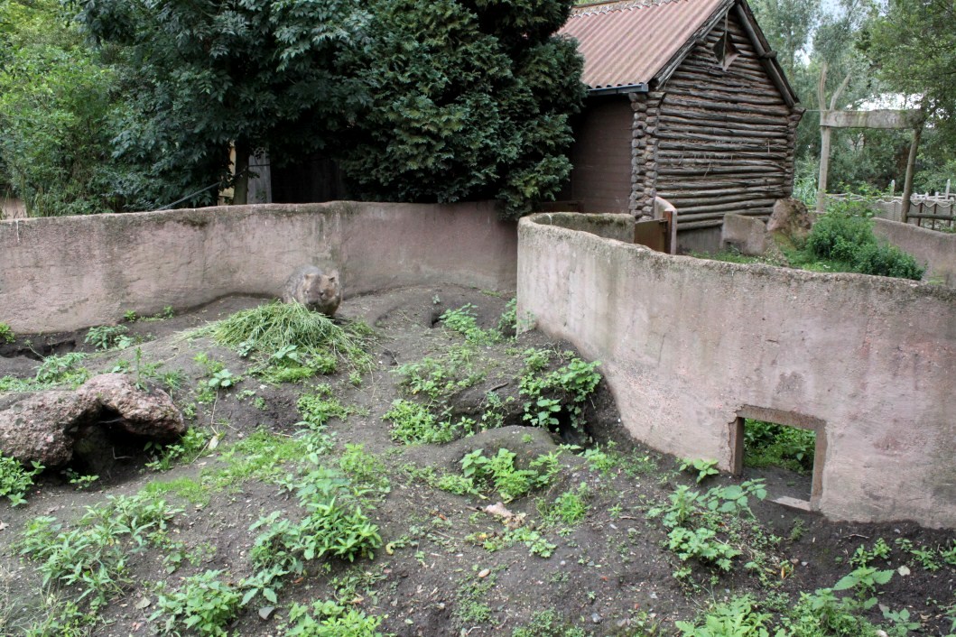 Planckendael - Oceania (Wombat)