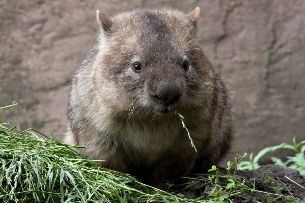 Planckendael - Oceania (Wombat)
