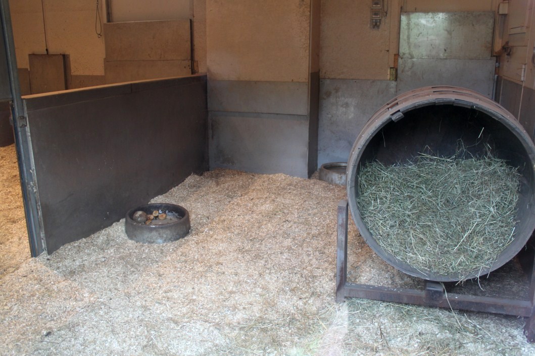 Planckendael - Oceania (Wombat)