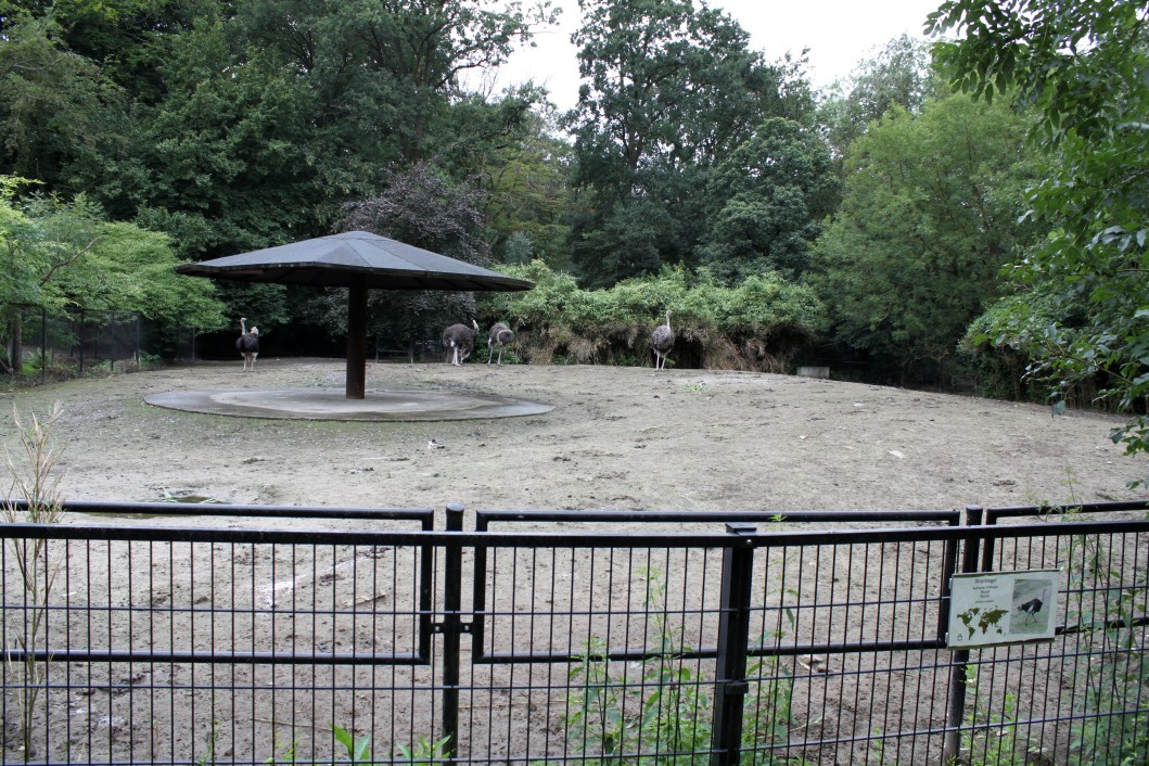 Planckendael - Ostrich exhibit
