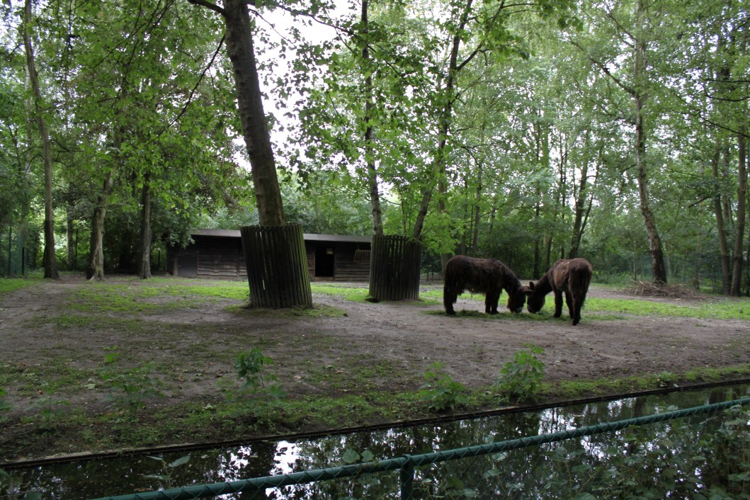 Planckendael - Poitou donkey exhibit