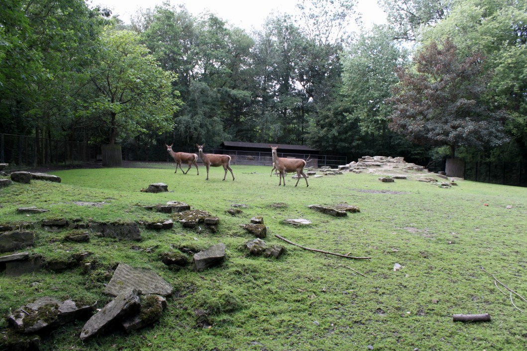 Planckendael - Red deer exhibit