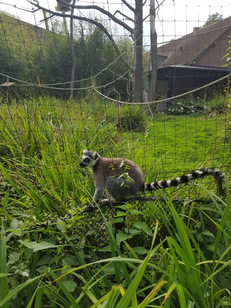 Planckendael Ring-tailed lemur