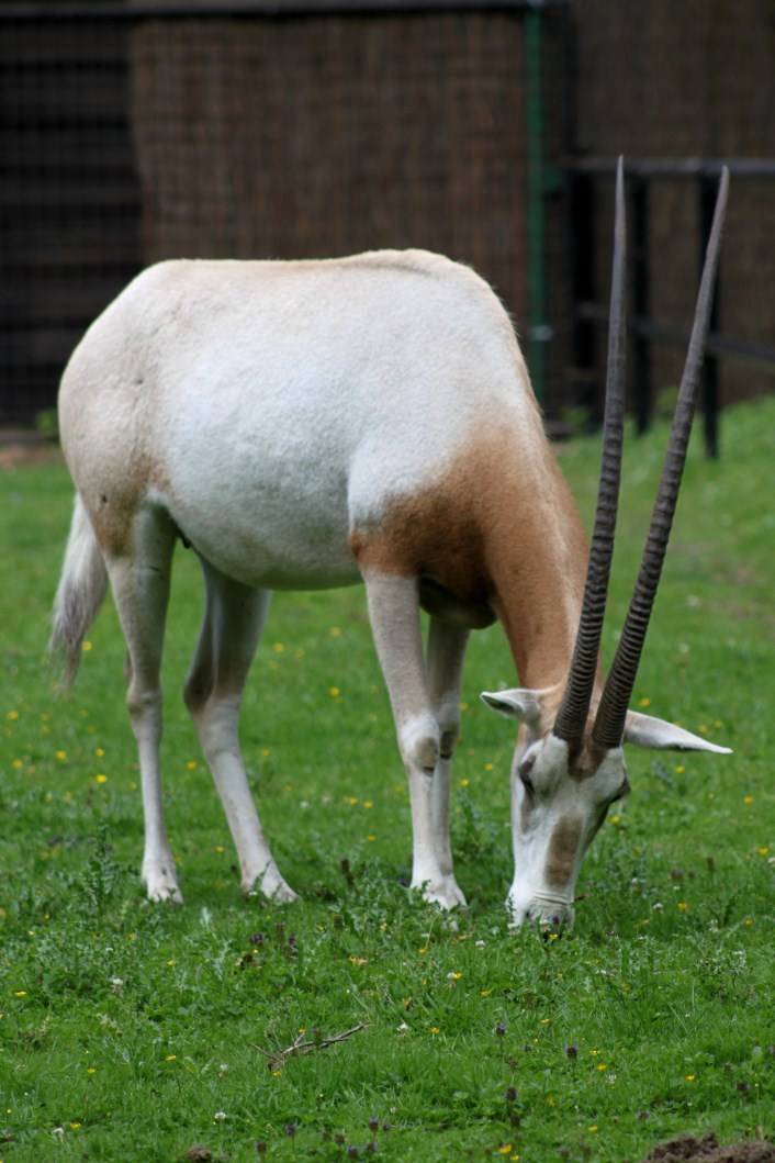 Planckendael - Scimitar-horned oryx
