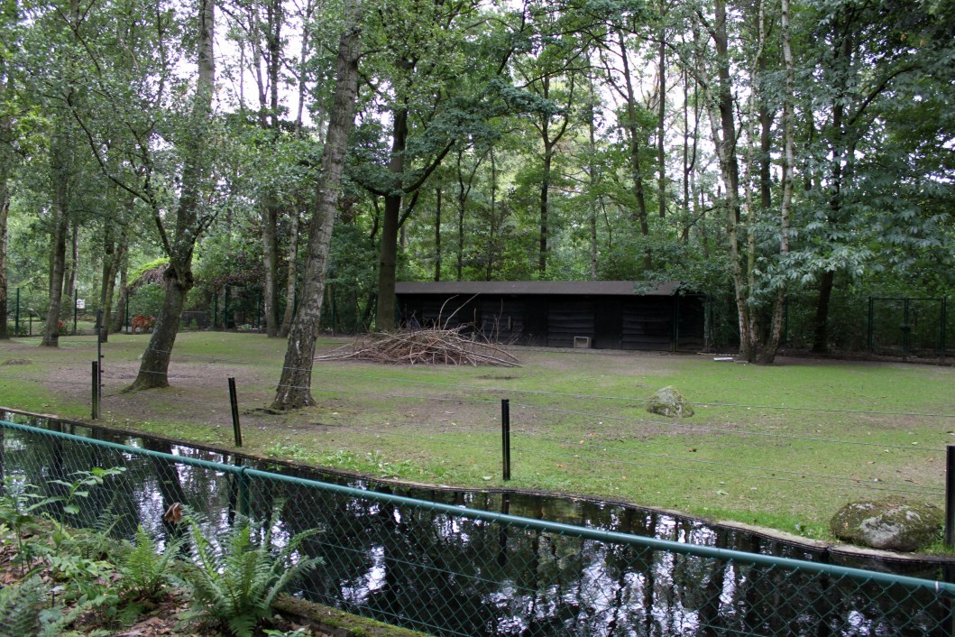 Planckendael - Sitatunga exhibit