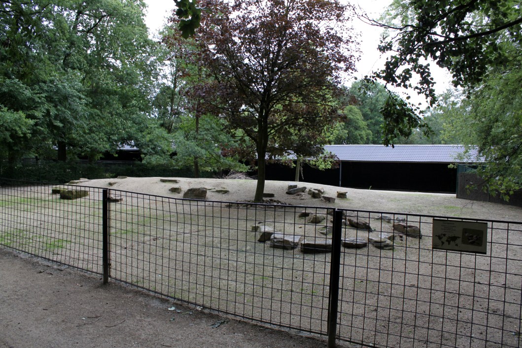 Planckendael - Slender-horned gazelle exhibit