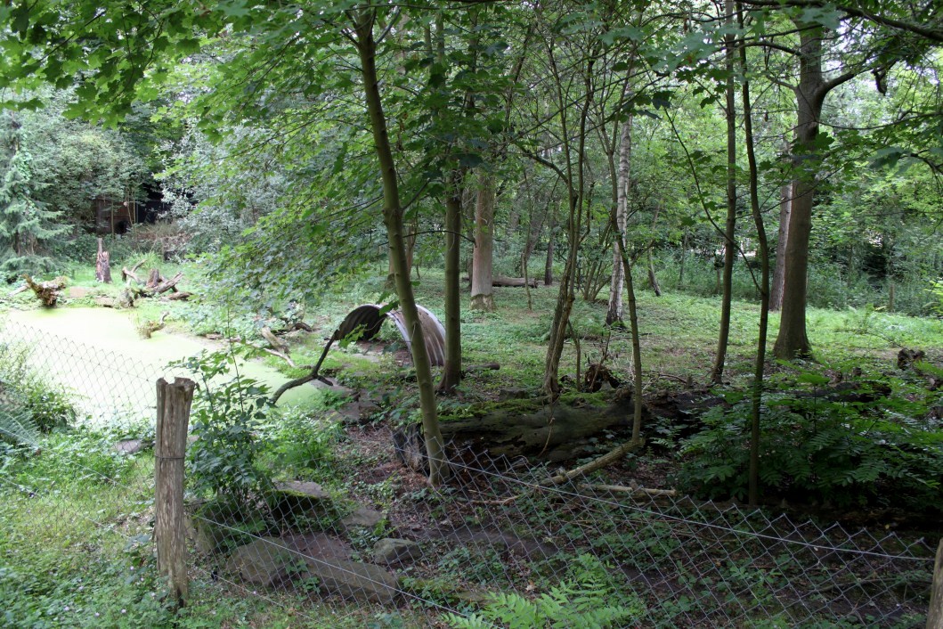 Planckendael - South America (Bush dog)