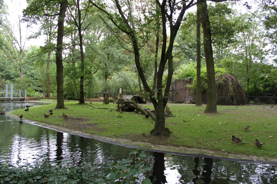 Planckendael - South America (Capybara)