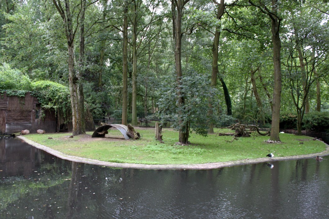 Planckendael - South America (Capybara)