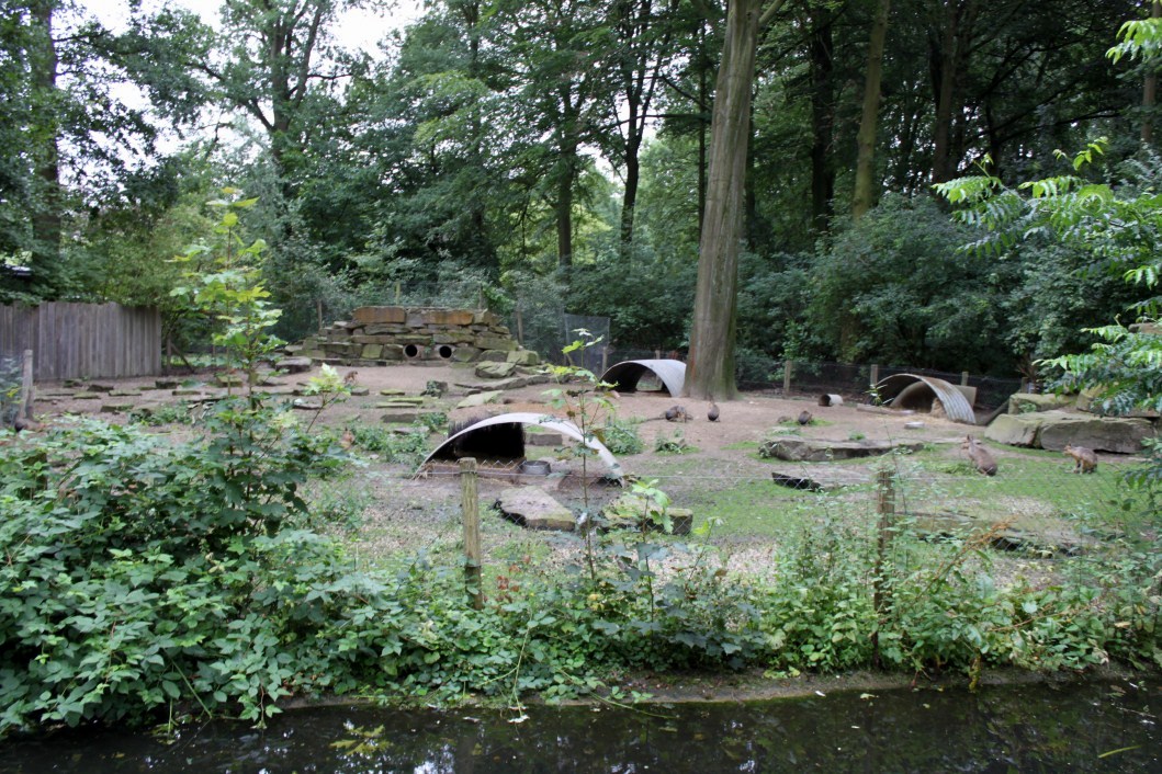 Planckendael - South America (Mara)