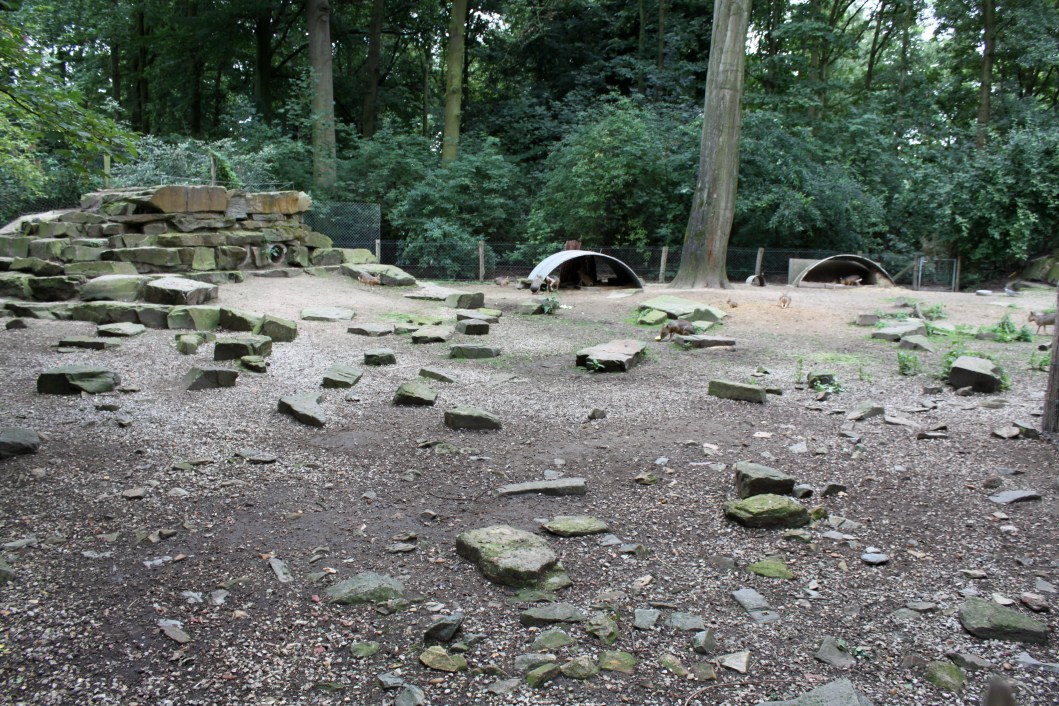 Planckendael - South America (Mara)