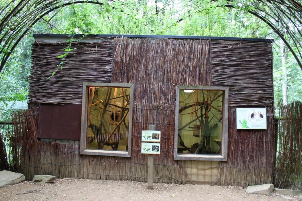 Planckendael - South America (Tamarin house)