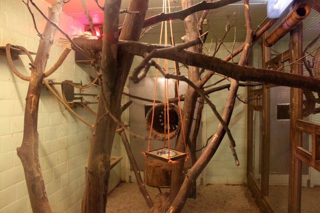 Planckendael - South America (Tamarin house)