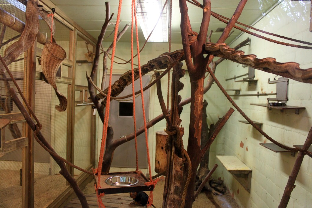 Planckendael - South America (Tamarin house)