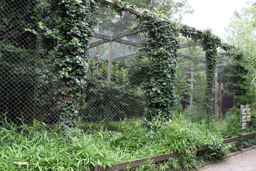 Planckendael - South American aviary