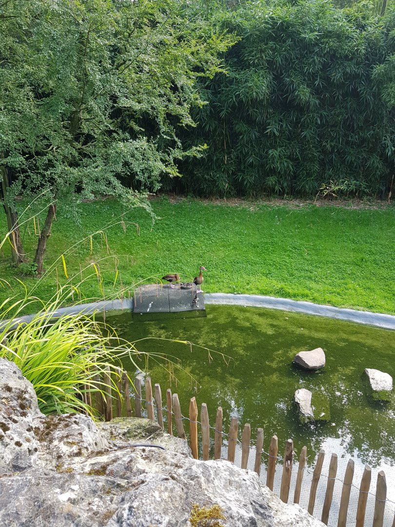 Planckendael Southern black-bellied whistling-duck with chicks