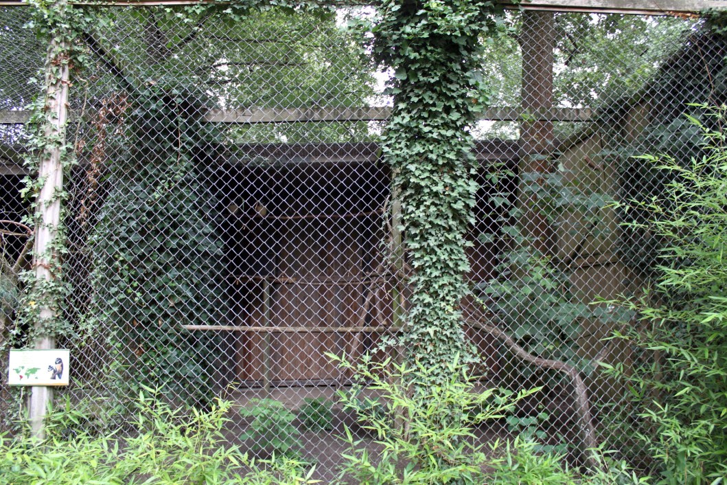 Planckendael - Spectacled owl aviary