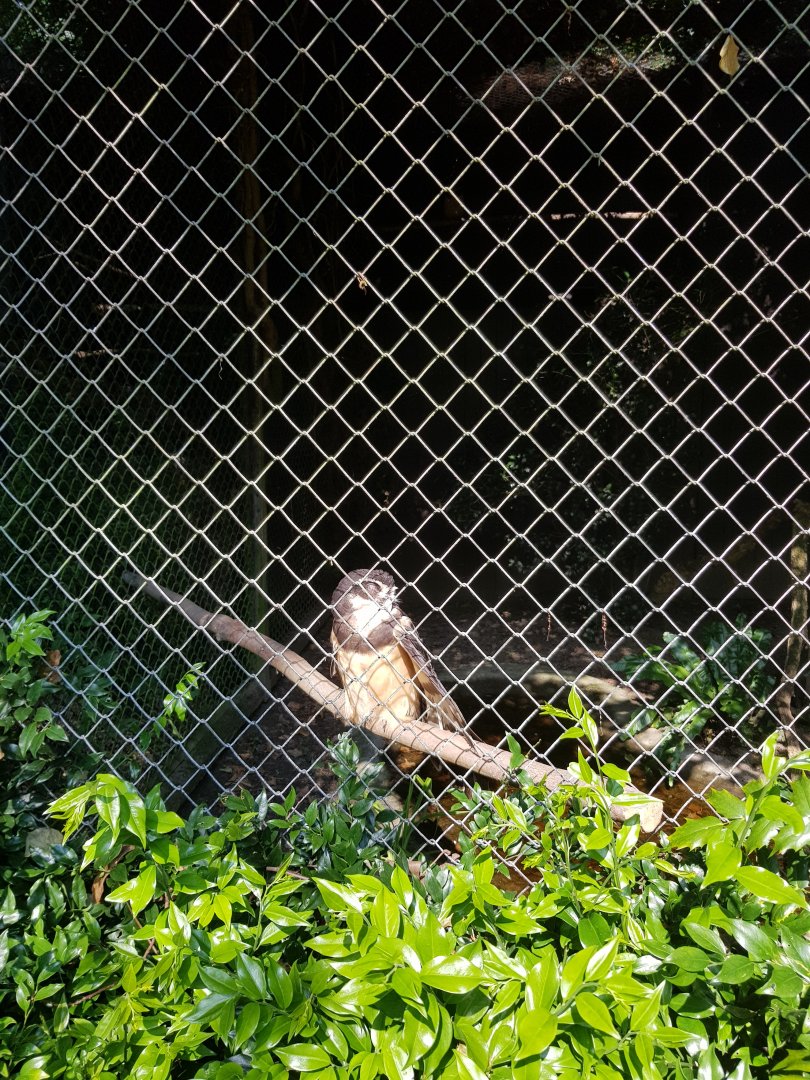 Planckendael Spectacled owl