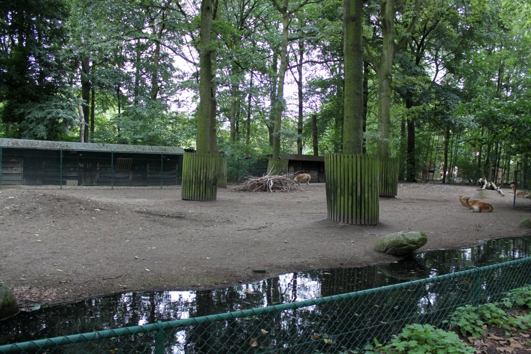 Planckendael - Vicuna exhibit