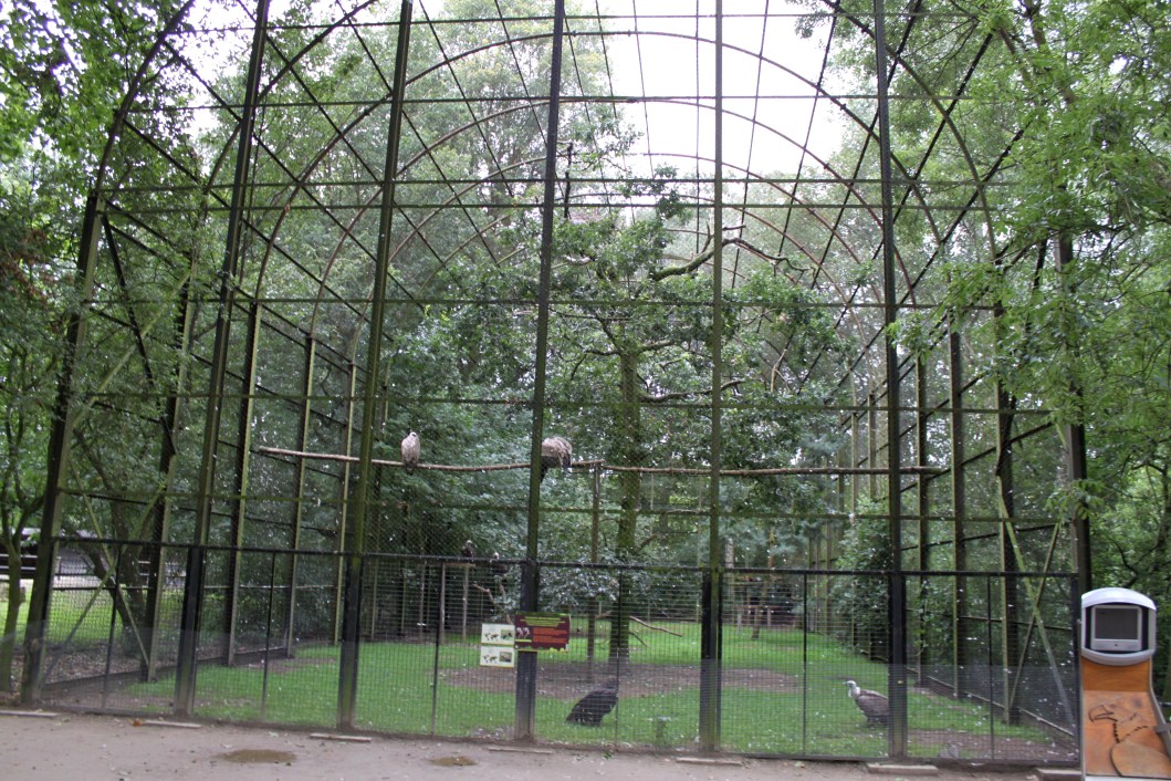 Planckendael - Vulture aviary