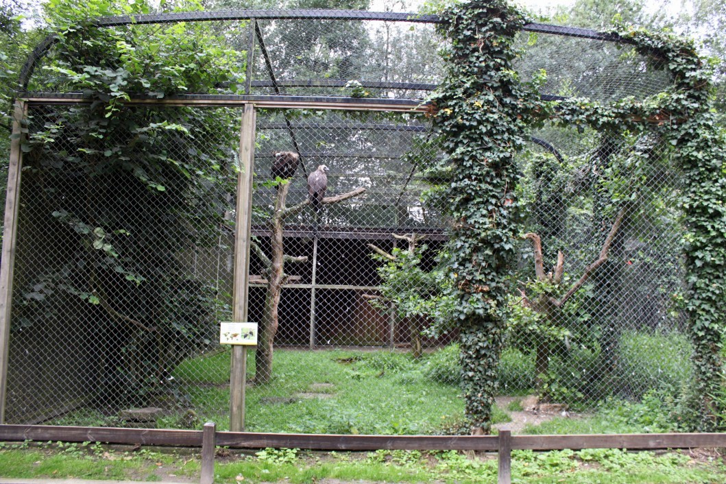 Planckendael - Vulture aviary