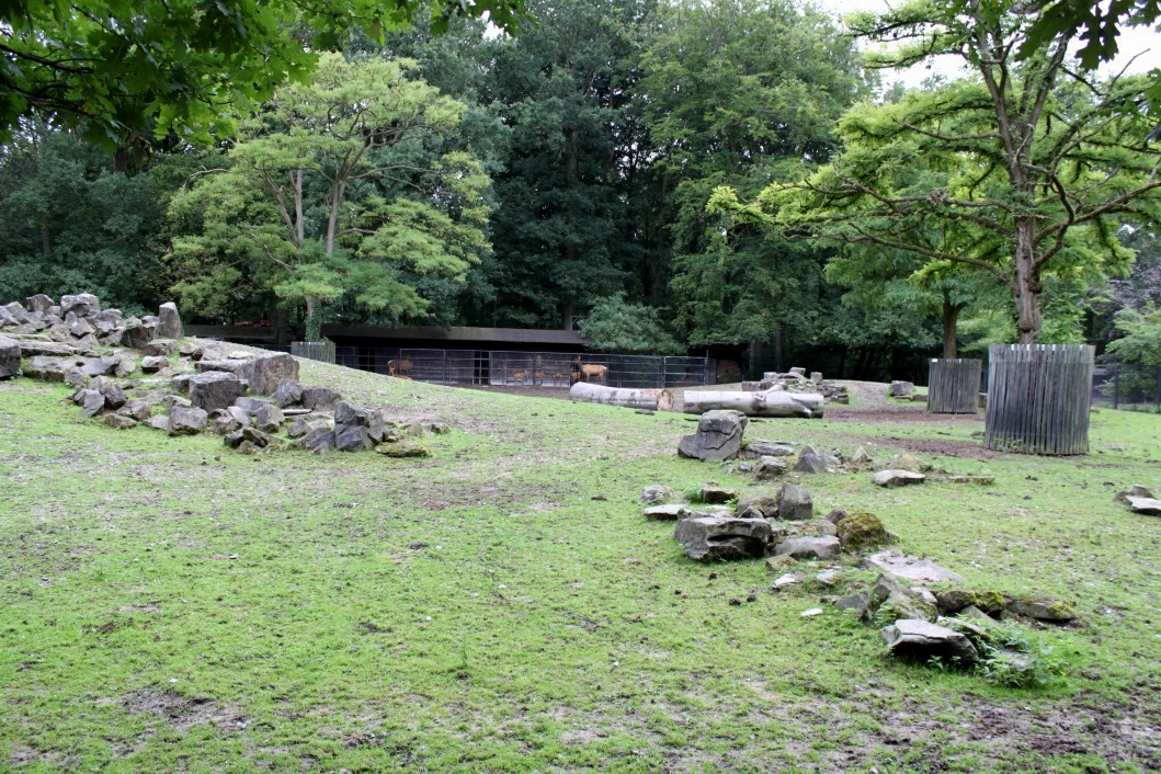 Planckendael - Wapiti exhibit