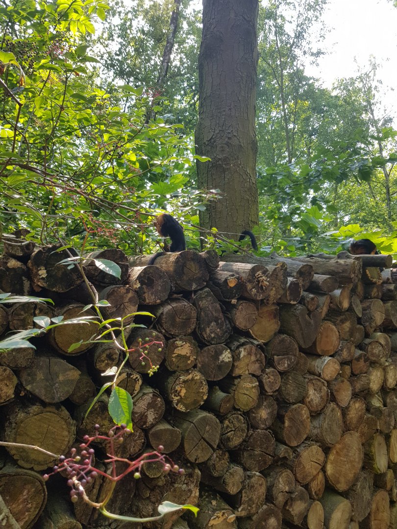Planckendael young Golden-headed lion tamarin