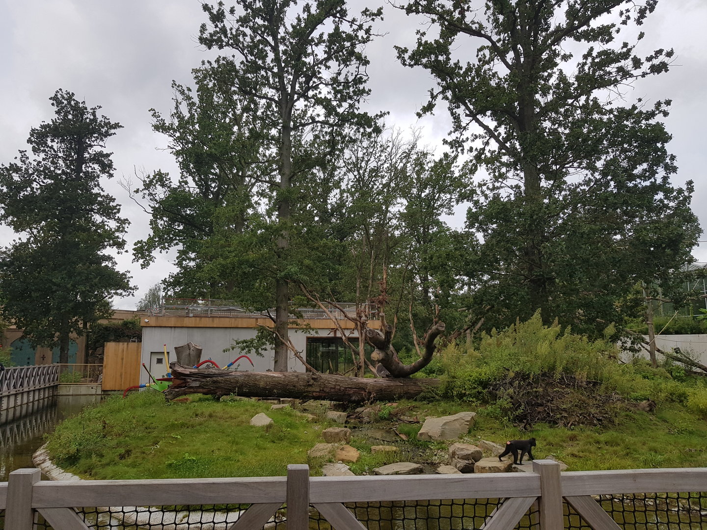 Planckendael zoo Sulawesi Macaque enclosure outside island
