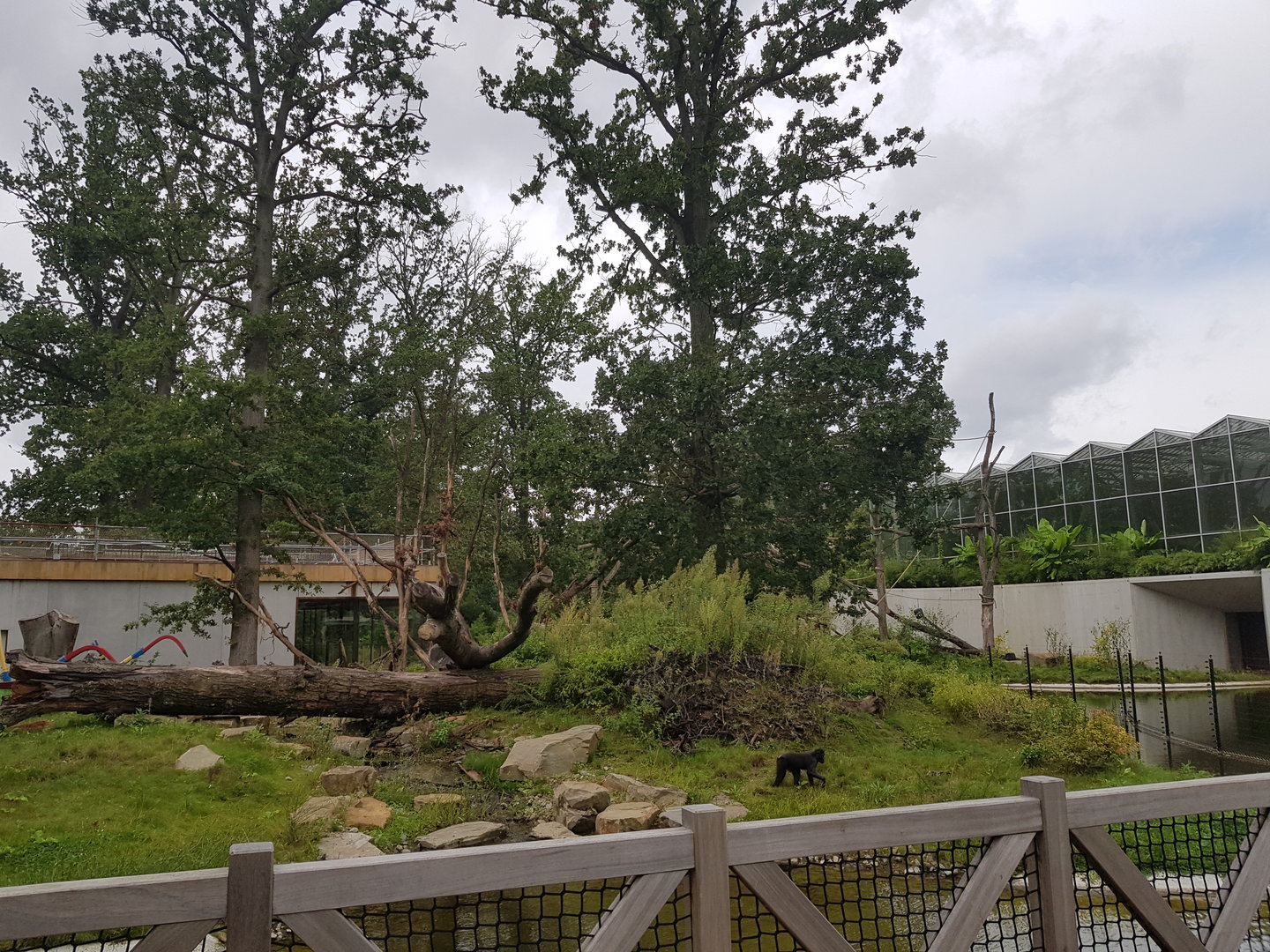 Planckendael zoo Sulawesi Macaque enclosure outside island