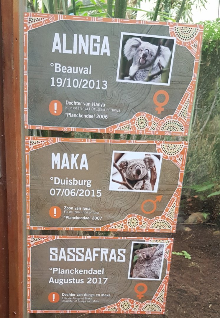 Planckendael's Koalas