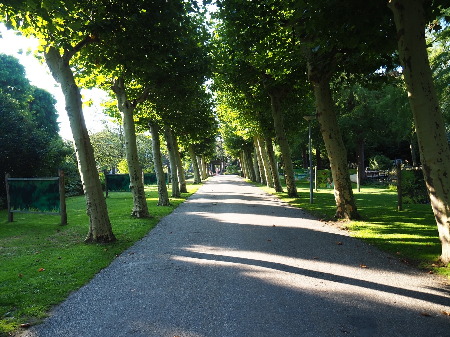 Plane or Sycamore tree-lined avenue (Sep 2nd, 2018)