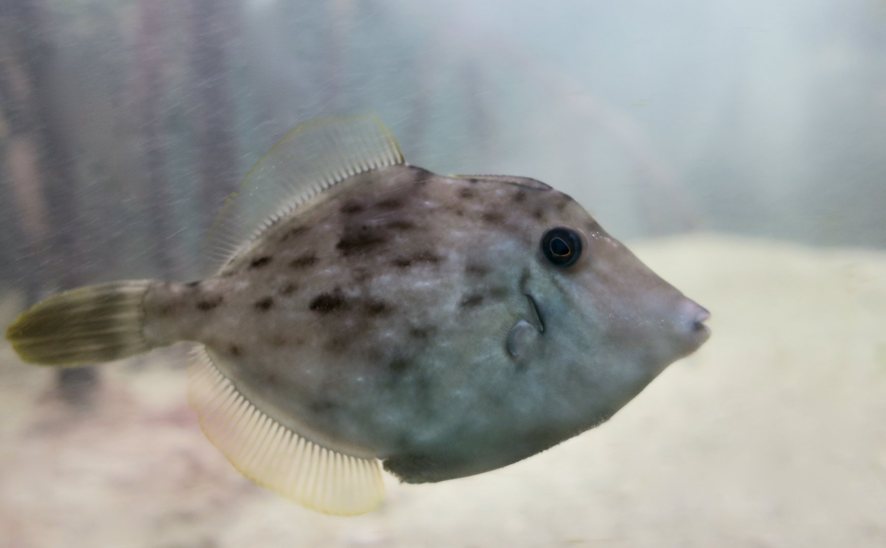 Planehead Filefish (Stephanolepis hispidus)