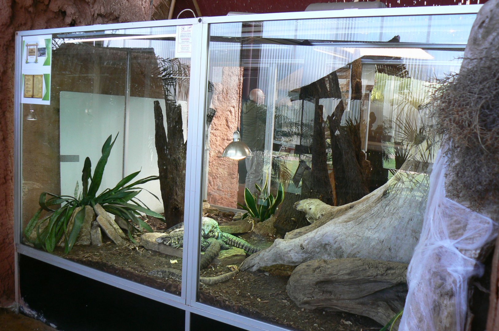 Planet Exotica - Argentine black and white tegus terrarium