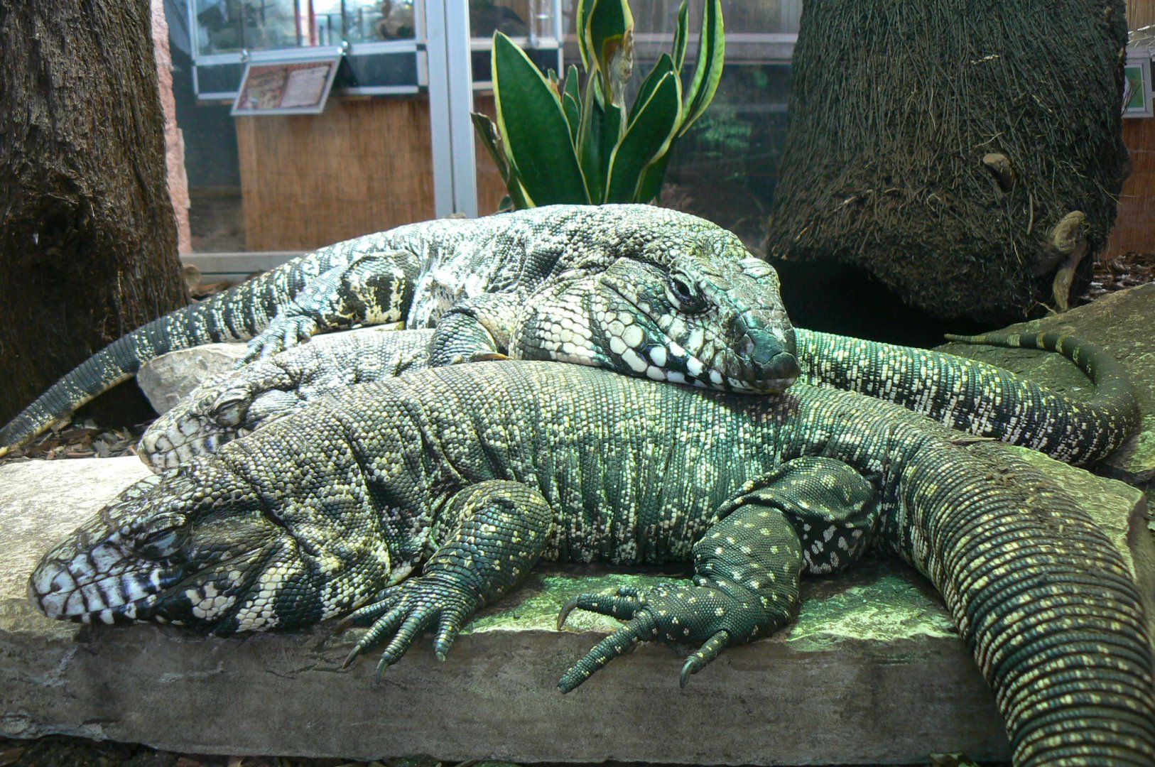Planet Exotica - Argentine black and white tegus