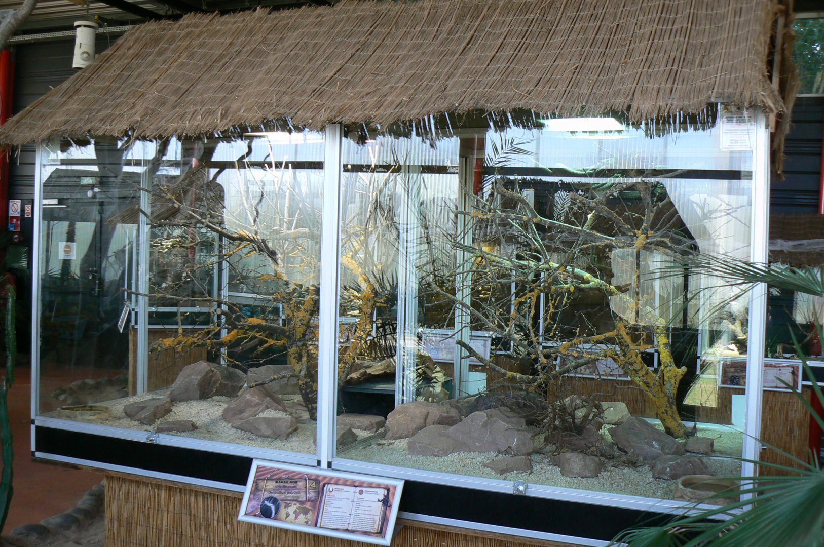 Planet Exotica - Black mambas terrarium