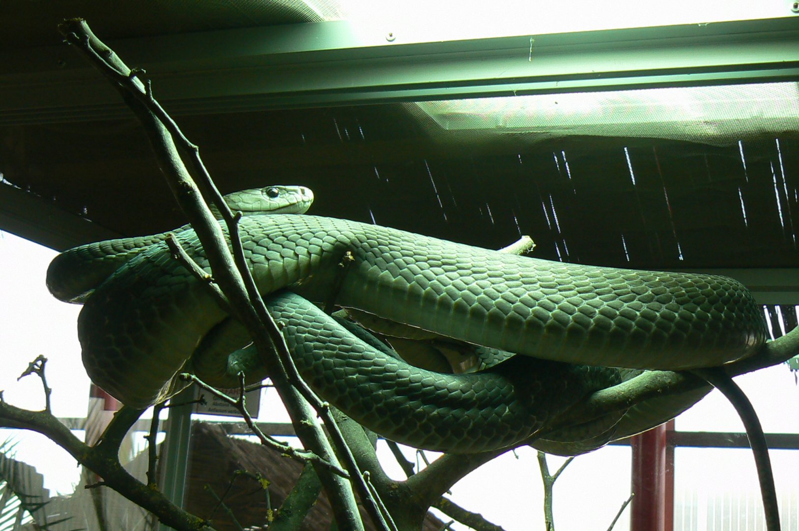 Planet Exotica - Black mambas