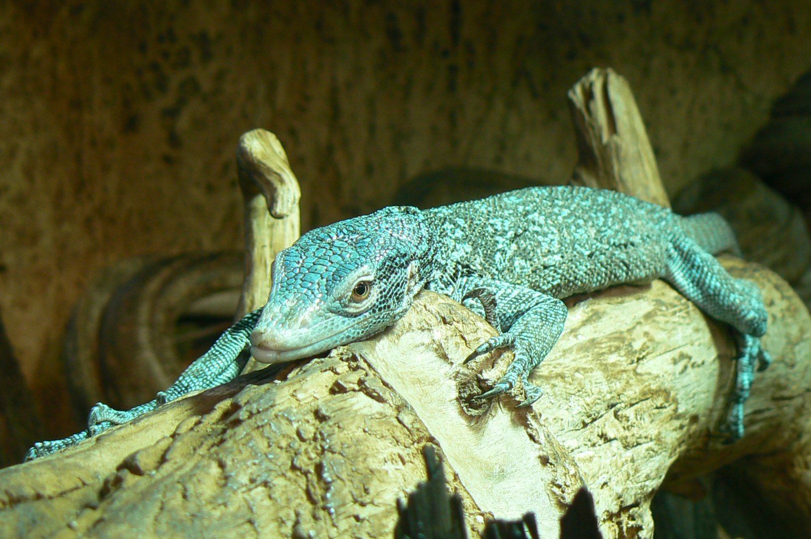 Planet Exotica - Blue-spotted tree monitor