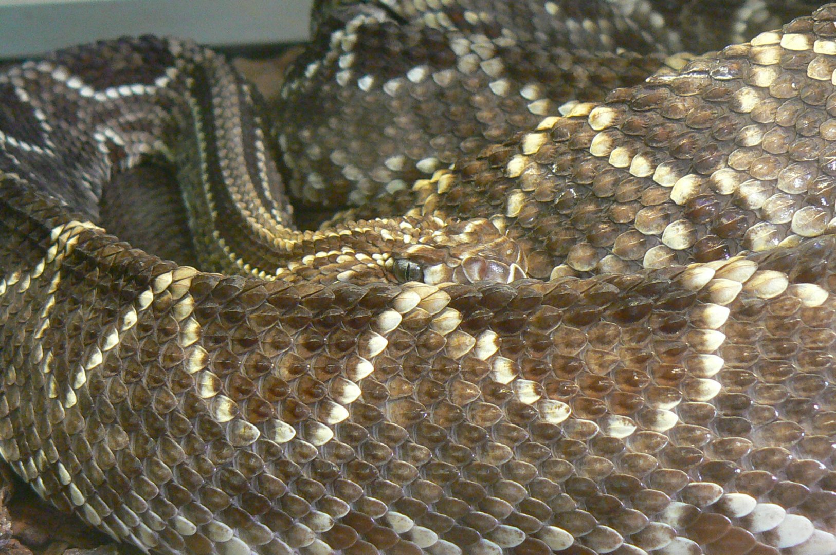 Planet Exotica - Cascabel rattlesnake