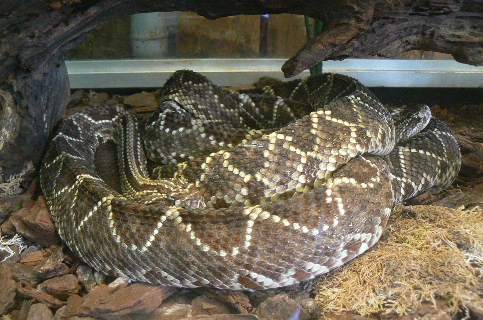 Planet Exotica - Cascabel rattlesnakes