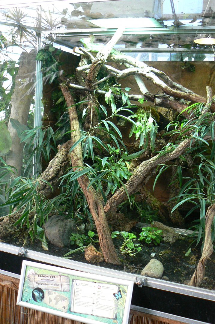 Planet Exotica - Chinese water dragon enclosure