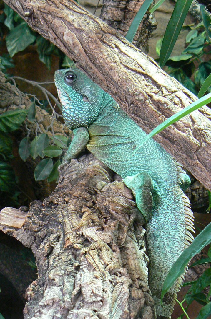 Planet Exotica - Chinese water dragon